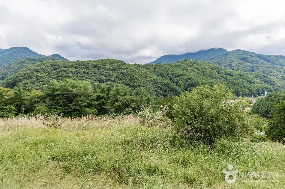 무주_무주 삼공리반송 (6)
