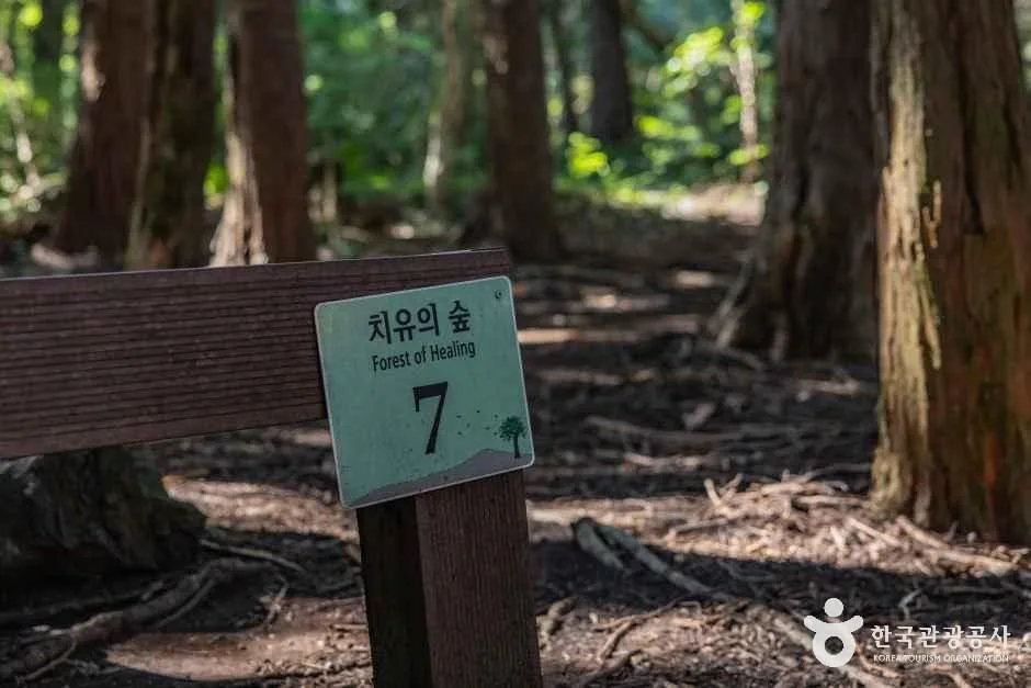 제주_치유의 숲 (7).jpg