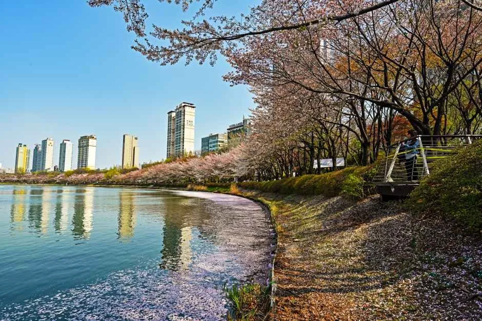 2026 송파구 호수벚꽃축제 (5).jpg