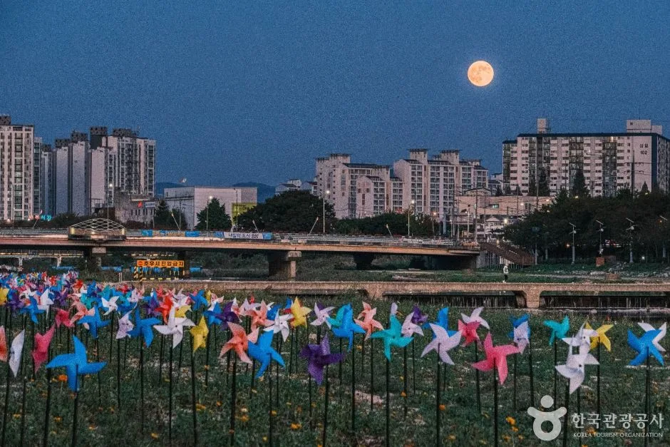 보강천 미루나무숲