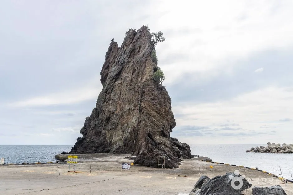 울릉_거북바위 및 향나무 자생지 (울릉도, 독도 국가지질공원)(3)