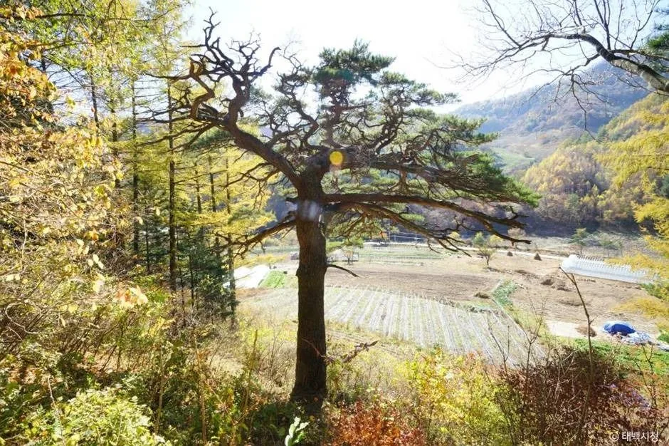 태백_사내골소나무 (3)