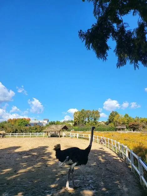 예산_아그로랜드 태신목장 (13)