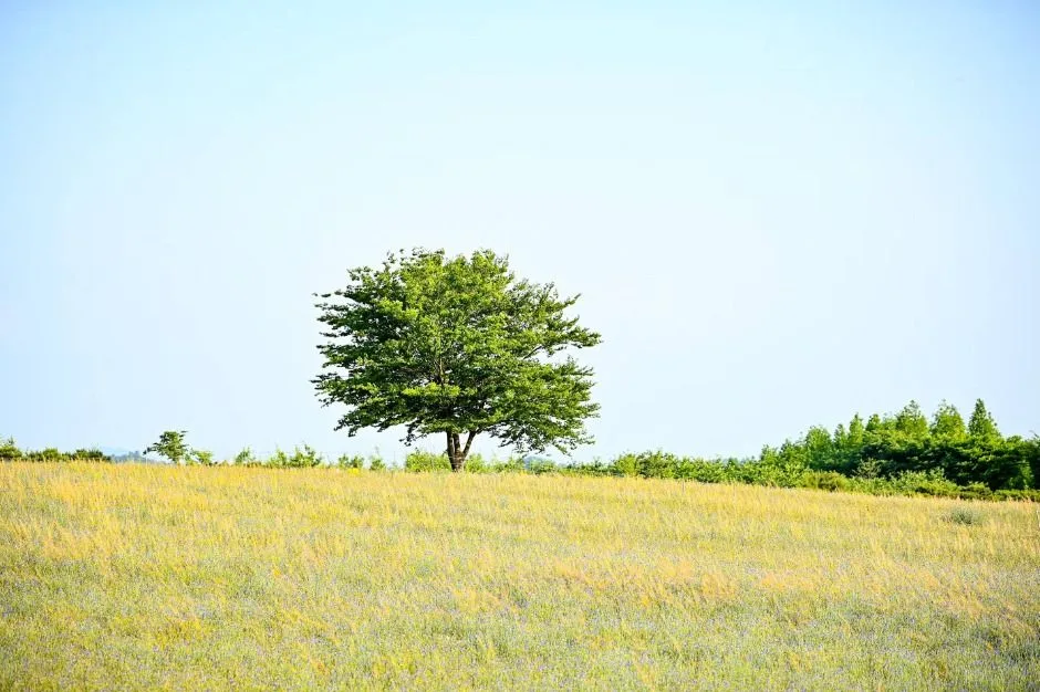 예산_아그로랜드 태신목장 (3)