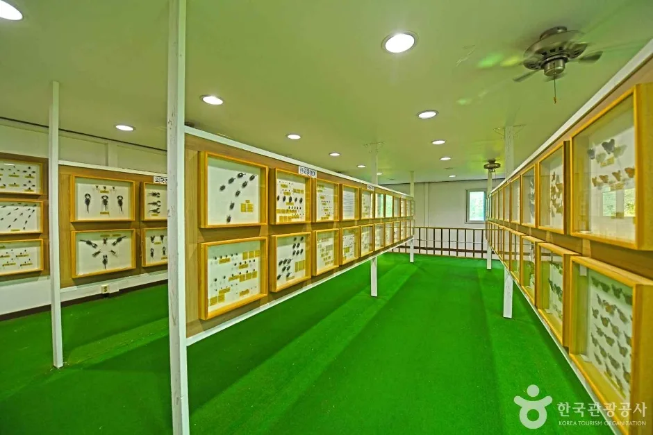 수안보곤충박물관 (5)