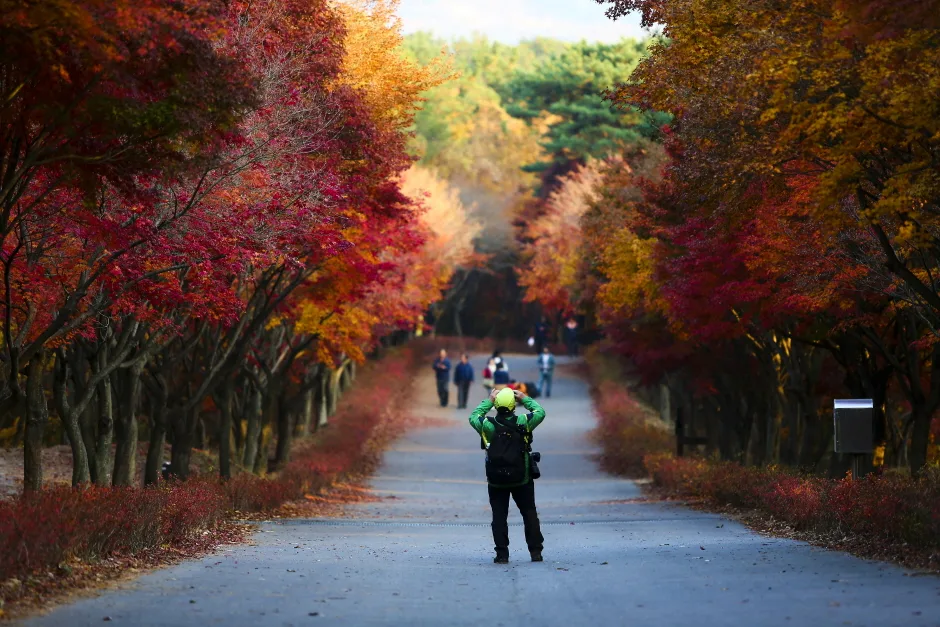 충남_천안_단풍나무숲길독립기념관_풍경2