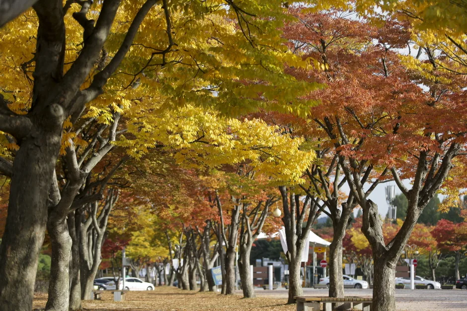충남_천안_단풍나무숲길독립기념관_풍경4