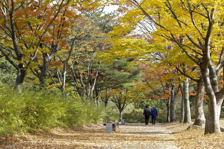 충남_천안_단풍나무숲길독립기념관_풍경3