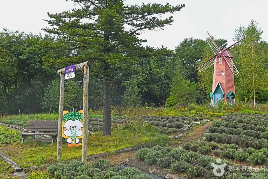 평창_평창 라벤다팜 (2)