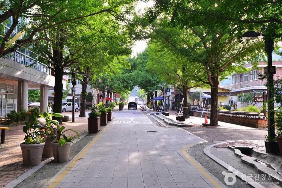 전남_순천_한옥글방_한옥글방 앞 문화의 거리 은행나무길