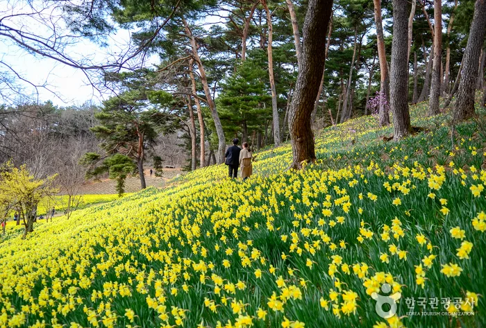 충남_서산_노란 봄이 손짓하는 서산 유기방가옥_01