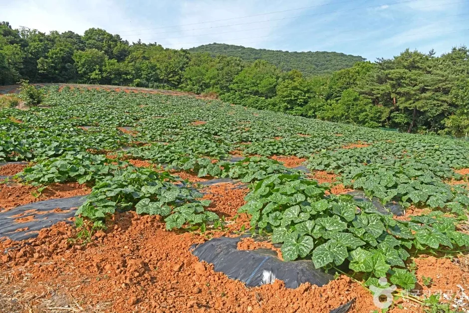 참샘골 호박농원 (5)