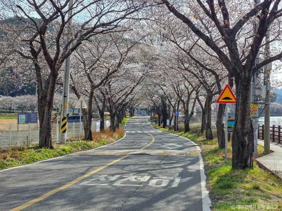 대구_달창지 벚꽃길 (5)