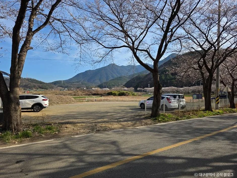대구_달창지 벚꽃길 (6)