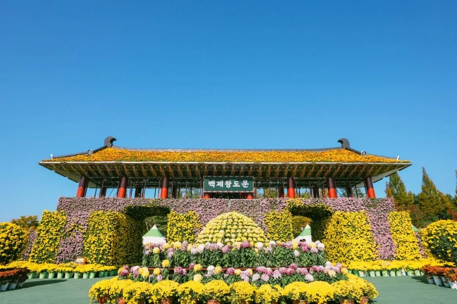 2026 익산천만송이 국화축제 (4).jpg