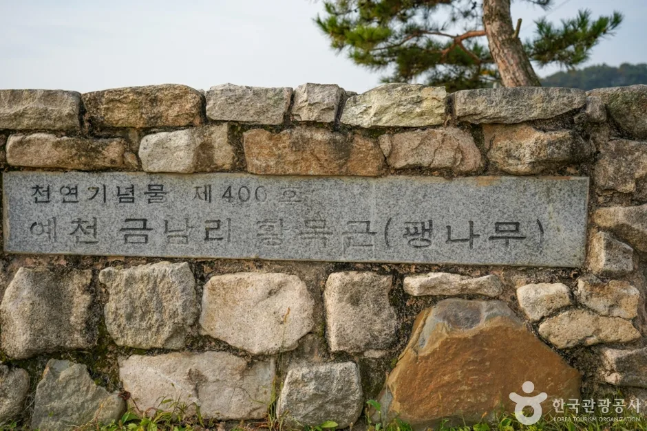 경북_예천_예천 금남리 황목근(팽나무) (4)