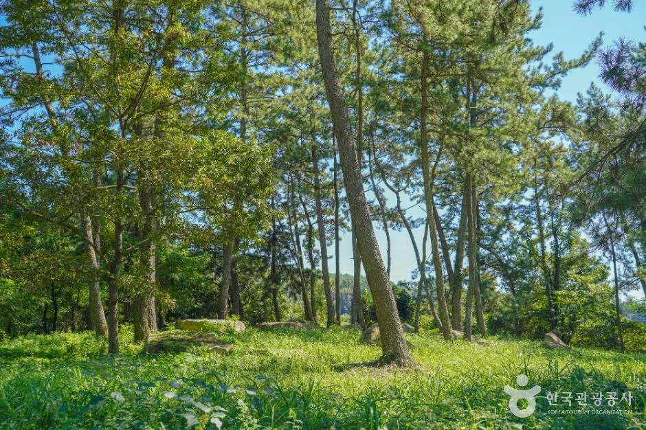 장흥_장흥 방촌리 지석묘군 (6)