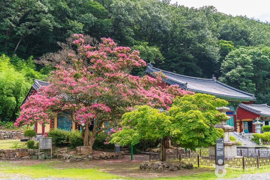 반야사 (3)