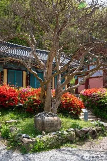 반야사 (13)