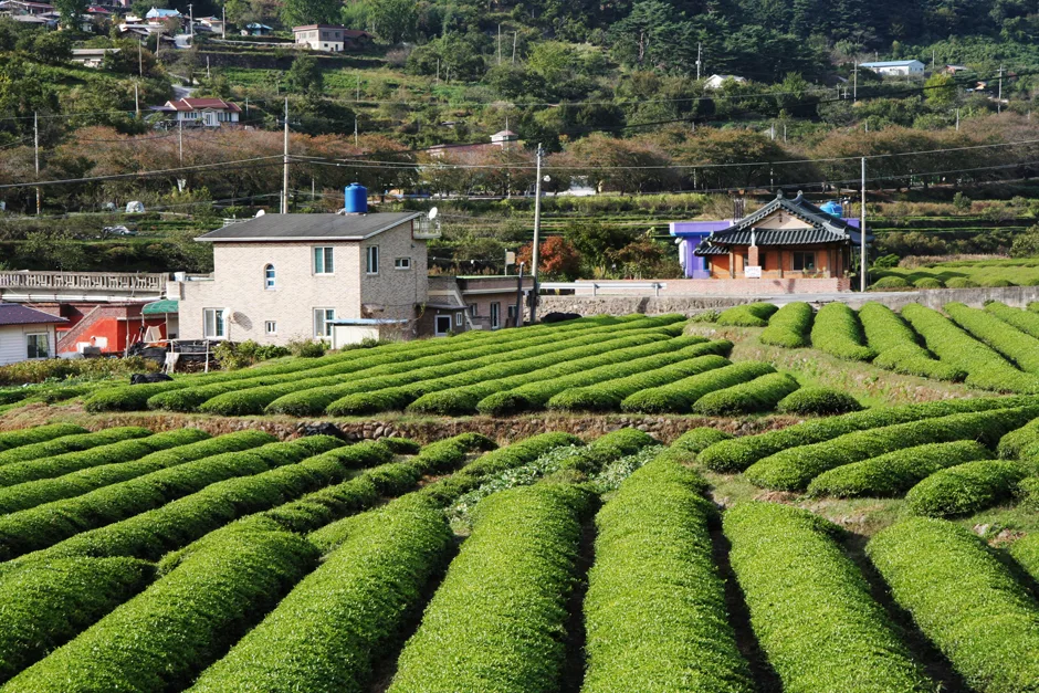 경남_하동군_정금마을 (4).jpg