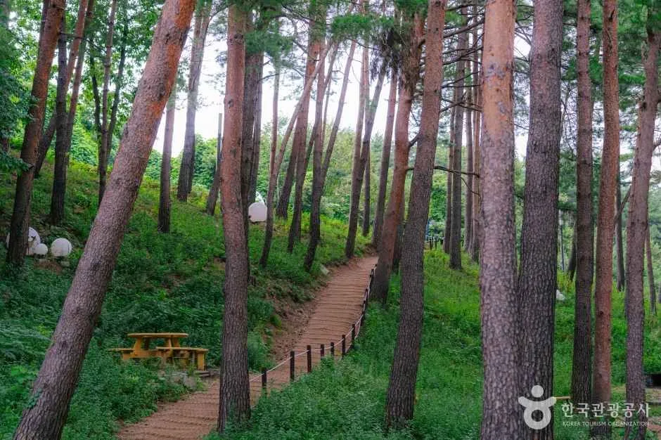 강원_강릉_강릉솔향수목원_외부_2.jpg