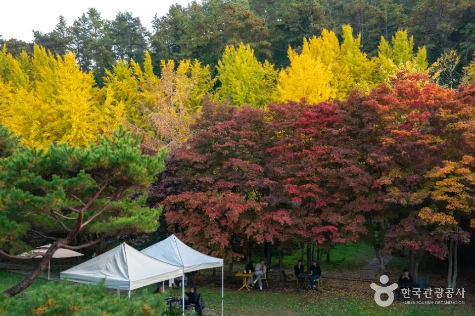 나주_나주은행나무수목원 (3)