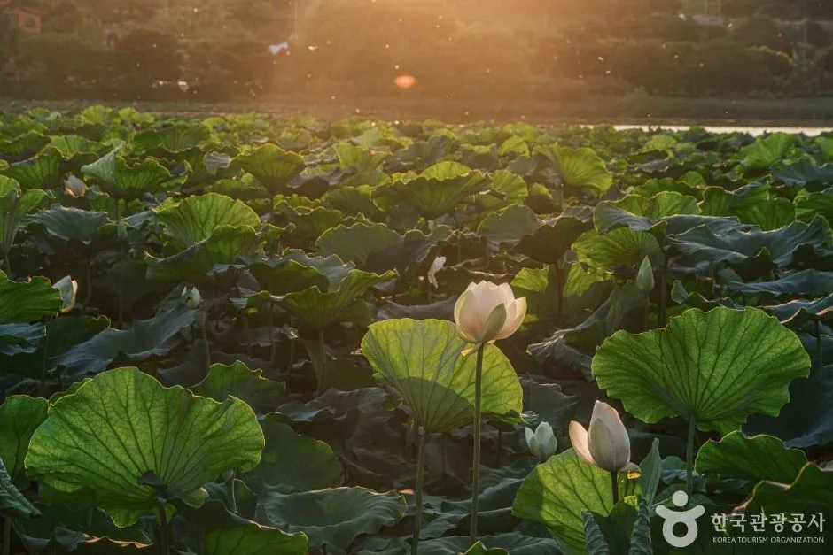 신정호정원