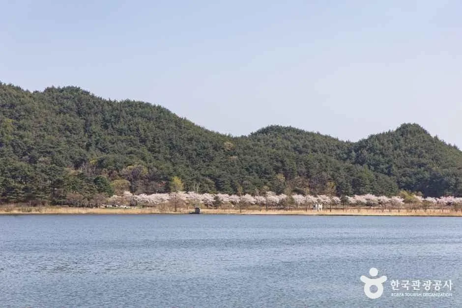 화진포(강원평화지역 국가지질공원)14_금구교에서 바라본 동해