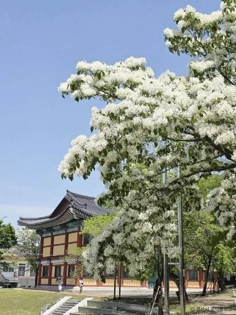경북_경산_자인계정숲_외부_5.jpg