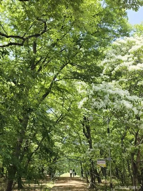 경산_자인계정숲(경산 자인의계정숲) (10)