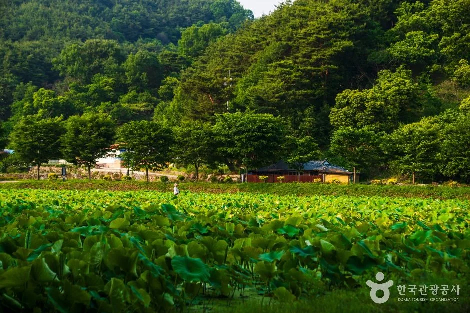 함양 상림공원