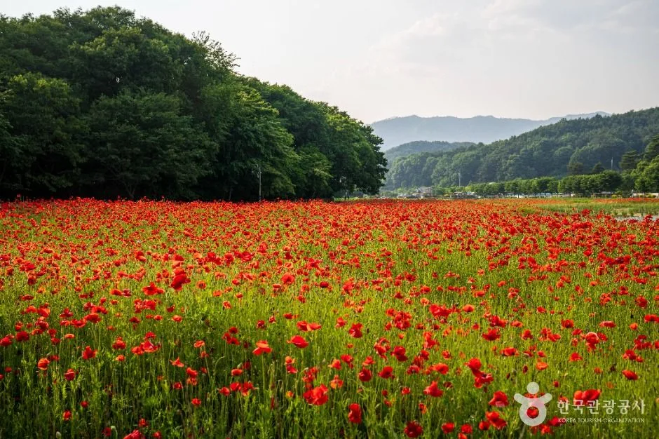 함양 상림공원
