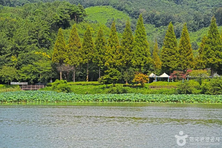 금마저수지 (5)