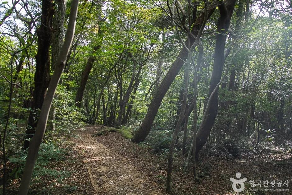 제주_서귀포_서귀포자연휴양림(19)