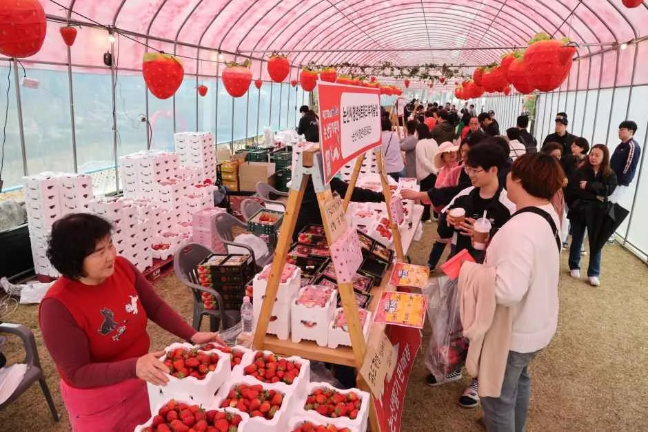 논산딸기축제