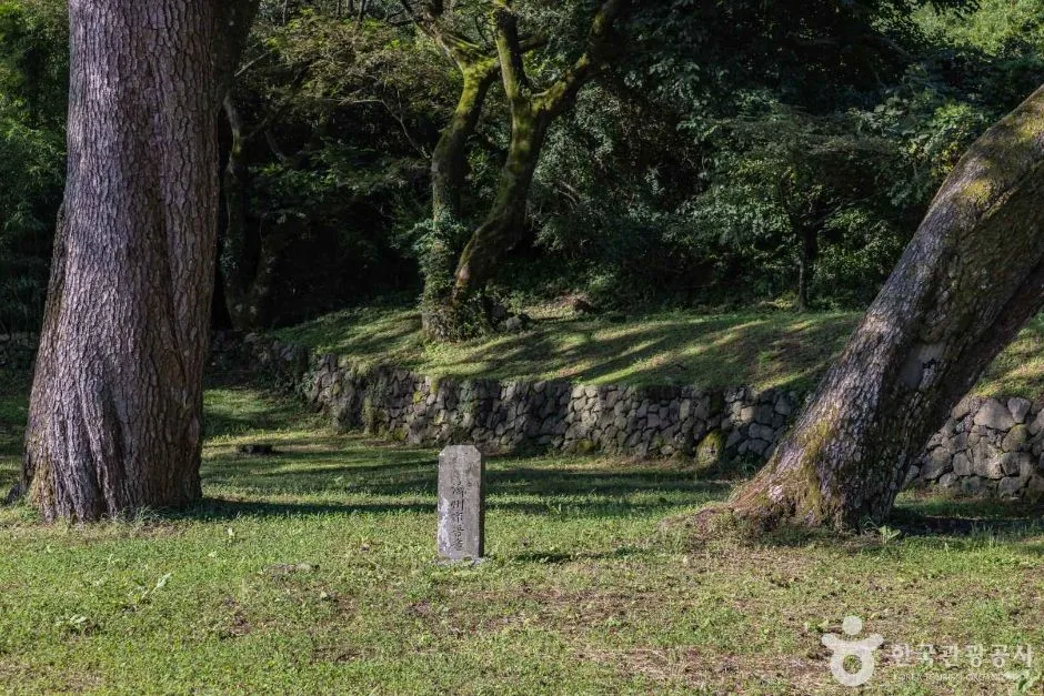 제주_제주_산천단곰솔 (6)