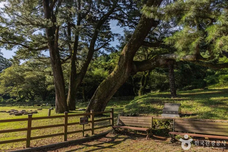 제주_제주_산천단곰솔 (2)
