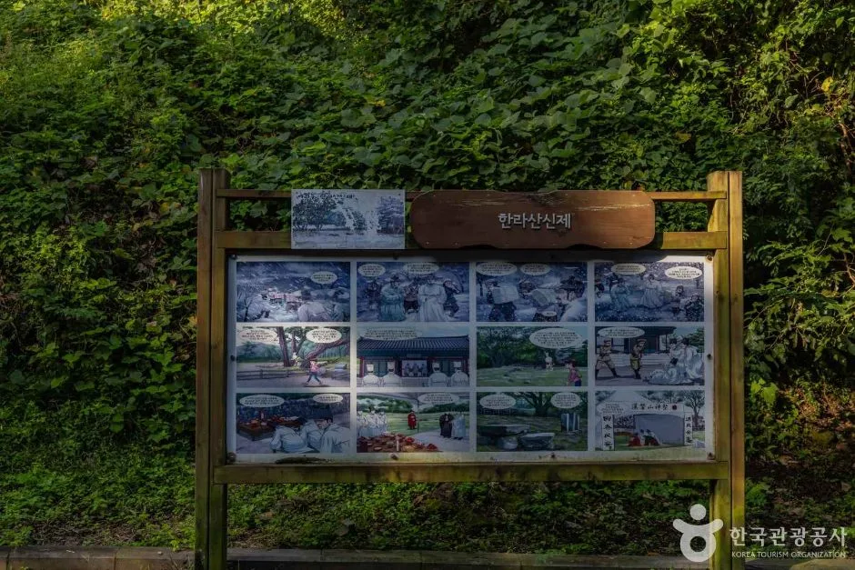 제주_제주_산천단곰솔 (4)