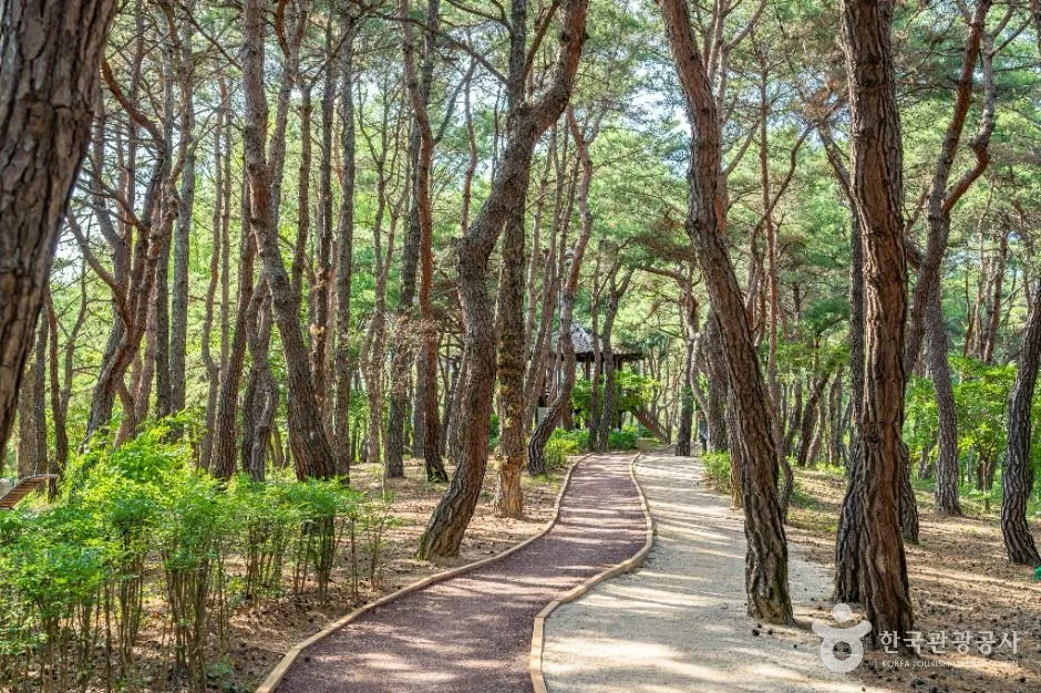 안동_천년숲 (5)