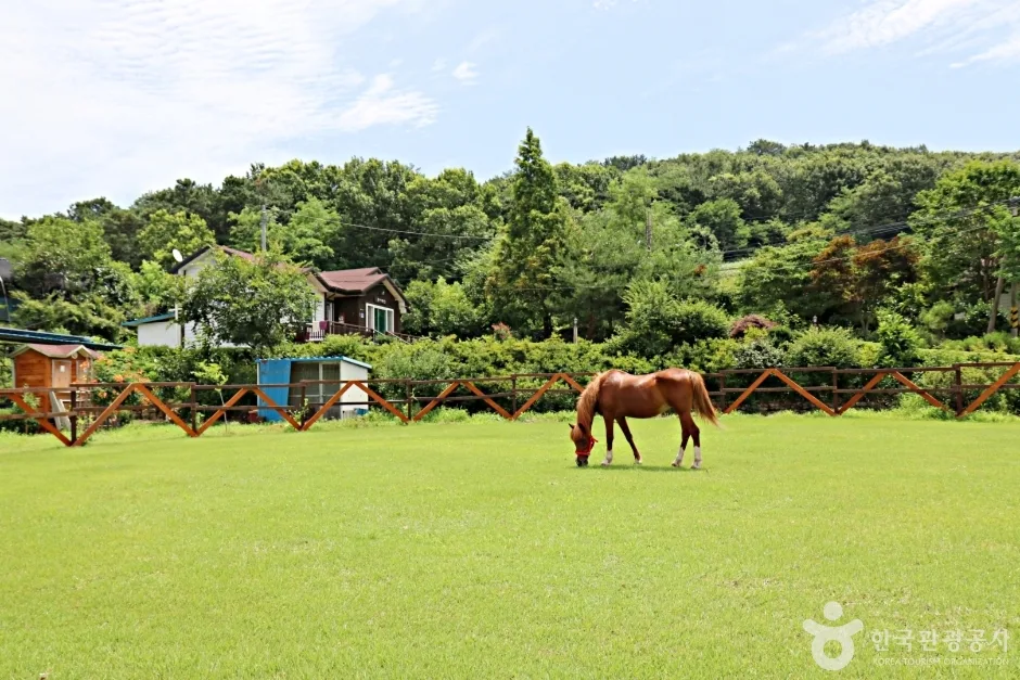 전북_익산_대파니힐링팜_승마체험장뷰