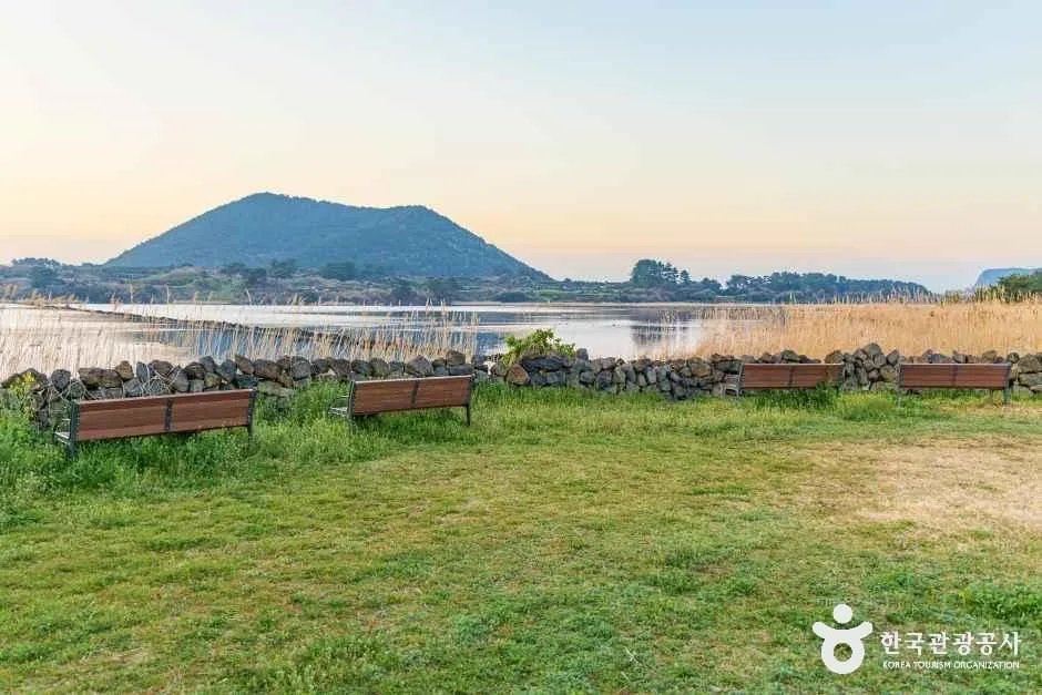 제주_하도리 철새도래지 (3).jpg