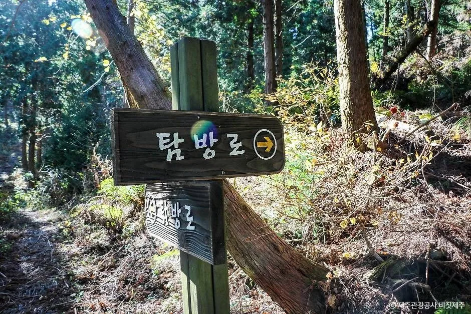 제주_성불오름 (3)