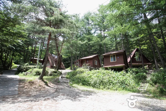 금빛 원숭이가 뛰놀던 산을 오르다