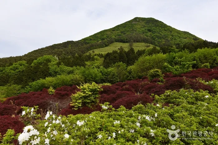 만연산