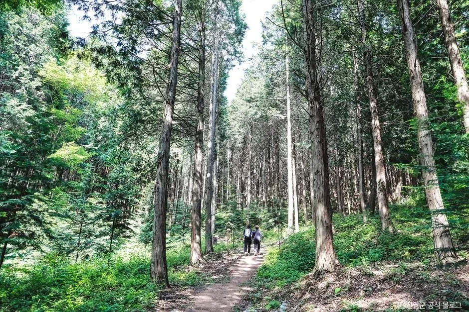 진안_부귀 편백숲 삼림욕장 (1)