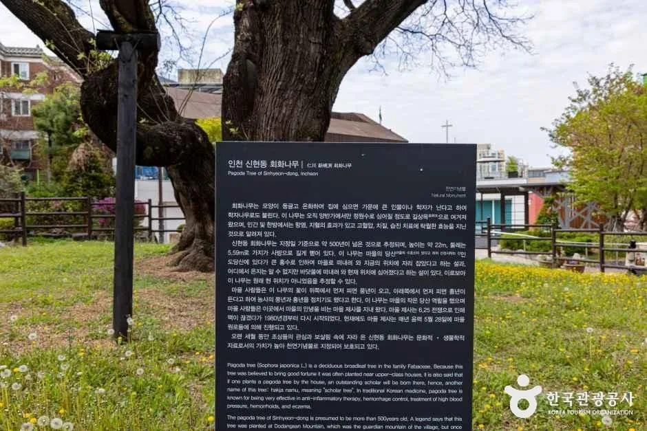 무장애_인천_인천신현동 회화나무10