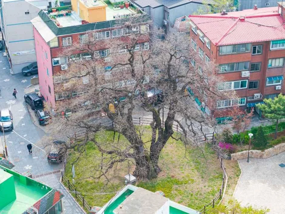 인천_서구_신현동회화나무 (4)