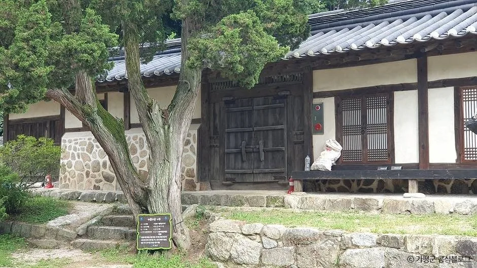 가평_가평 연하리향나무 (1)