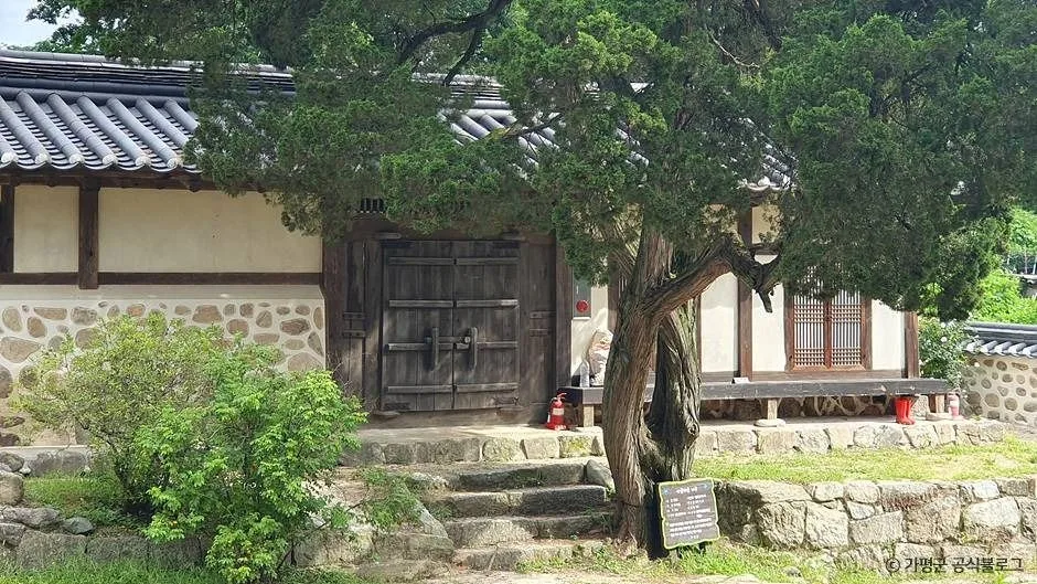 가평_가평 연하리향나무 (2)