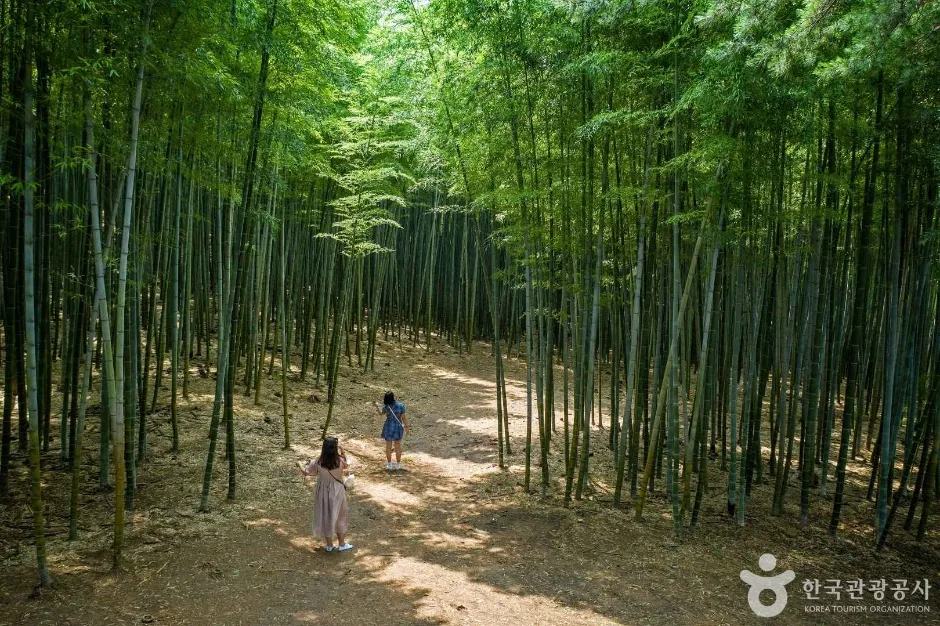 아홉산숲 (2019)
